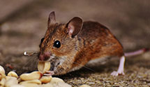 24 Hour & Emergency Exterminators in Enka Village, NC